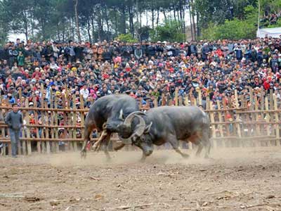 Do Son Buffalo Fighting Festival: A Manifestation of a Nation's Pride