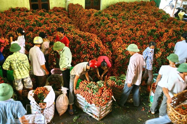 Vietnam Luc Ngan District The Land Of Litchi